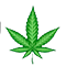 Indica Leaf